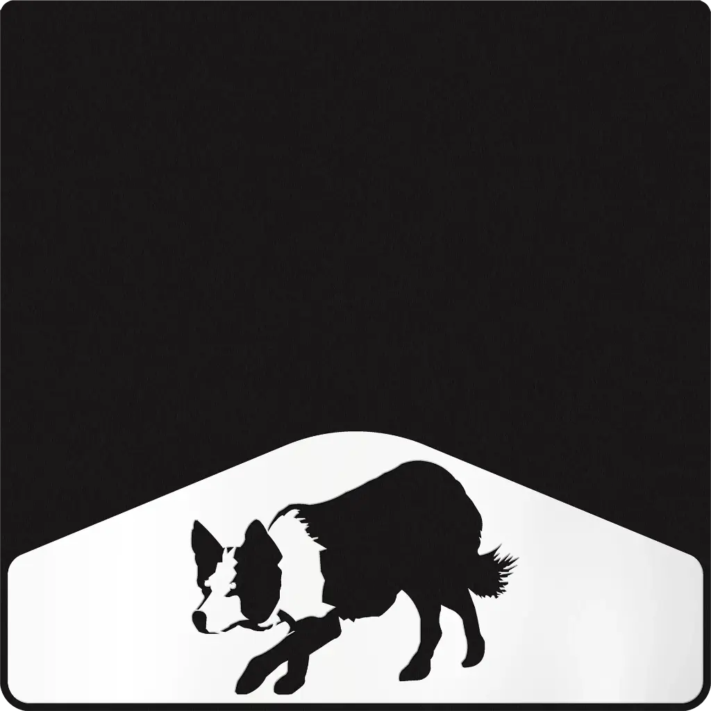 Border Collie Weight