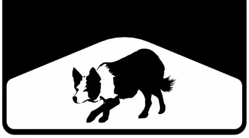 [002868] Border Collie Weight
